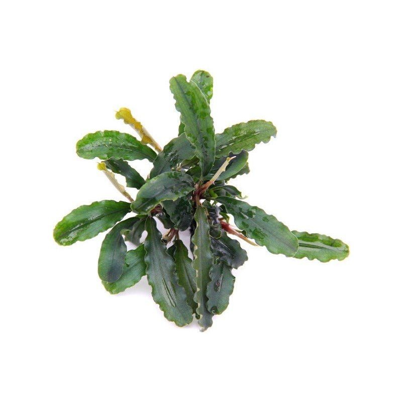 Bucephalandra Sintang