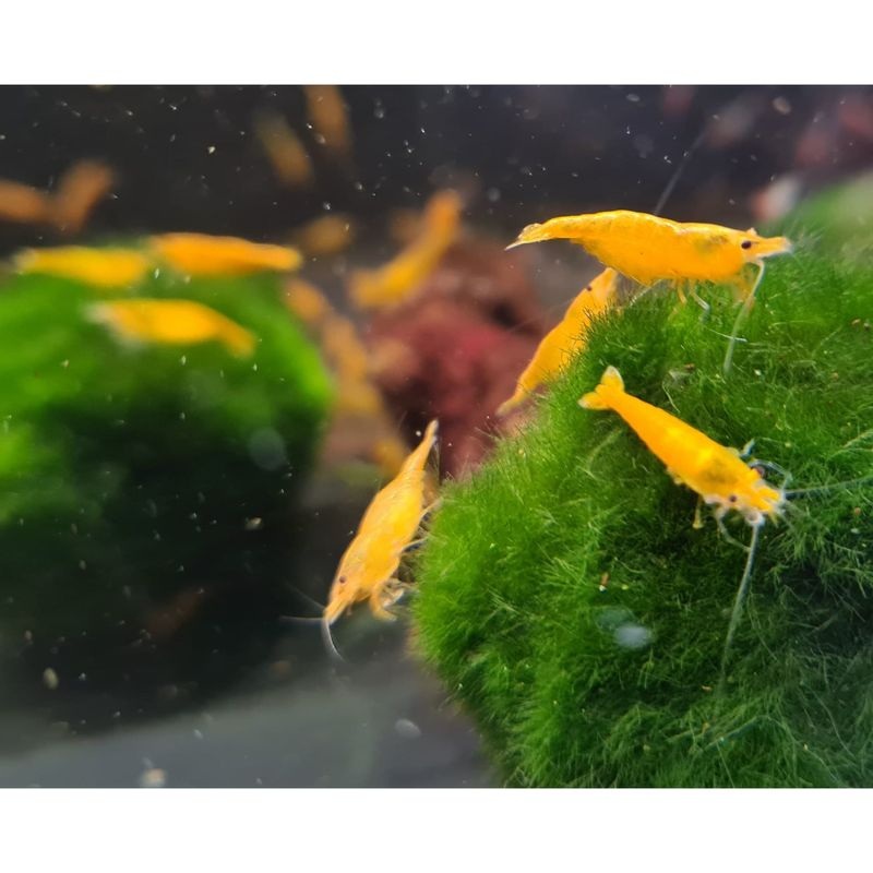 Orange Neocaridina Shrimp