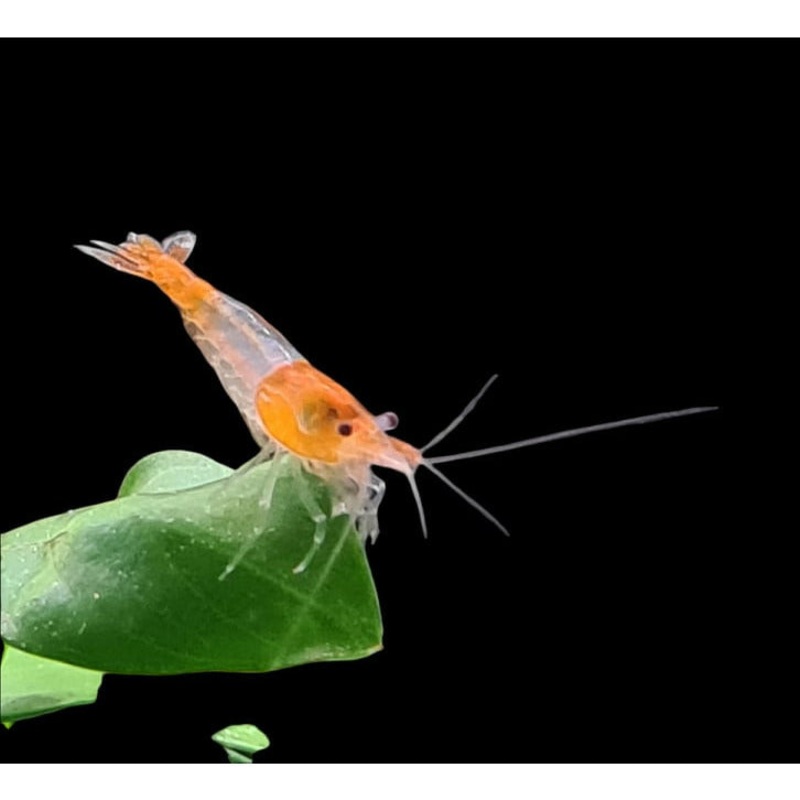 Orange Rili shrimp