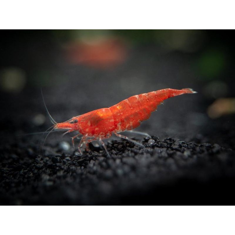 Red Neocaridina Cherry Shrimp