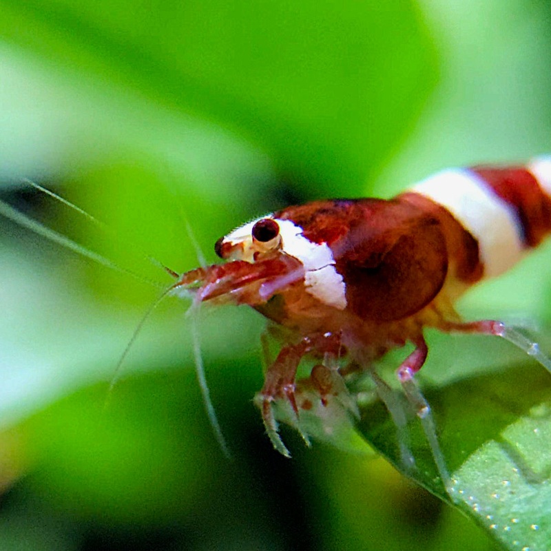Red Panda Shrimp