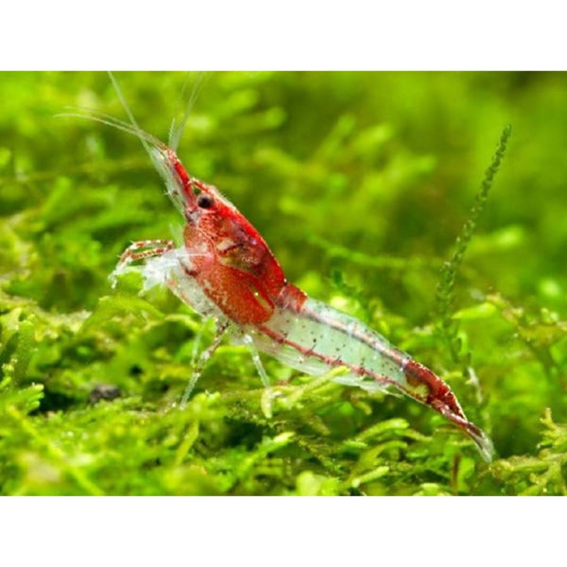 Red Rili shrimp