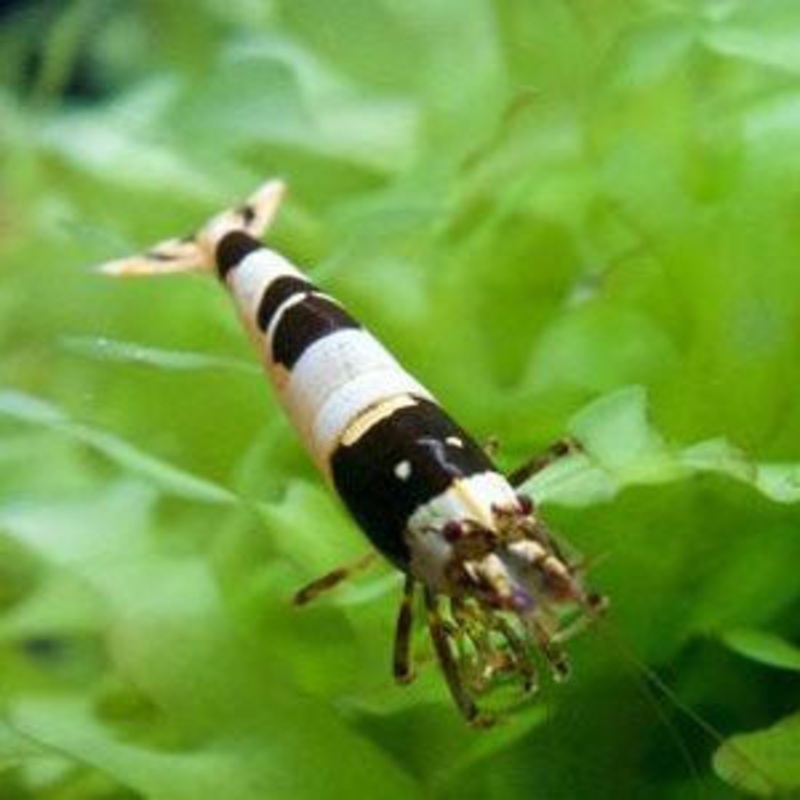 SS Grade Crystal Black Shrimp
