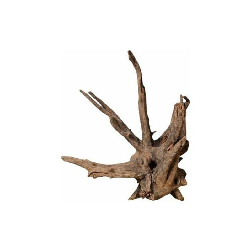Tree root Medium 21-30cm