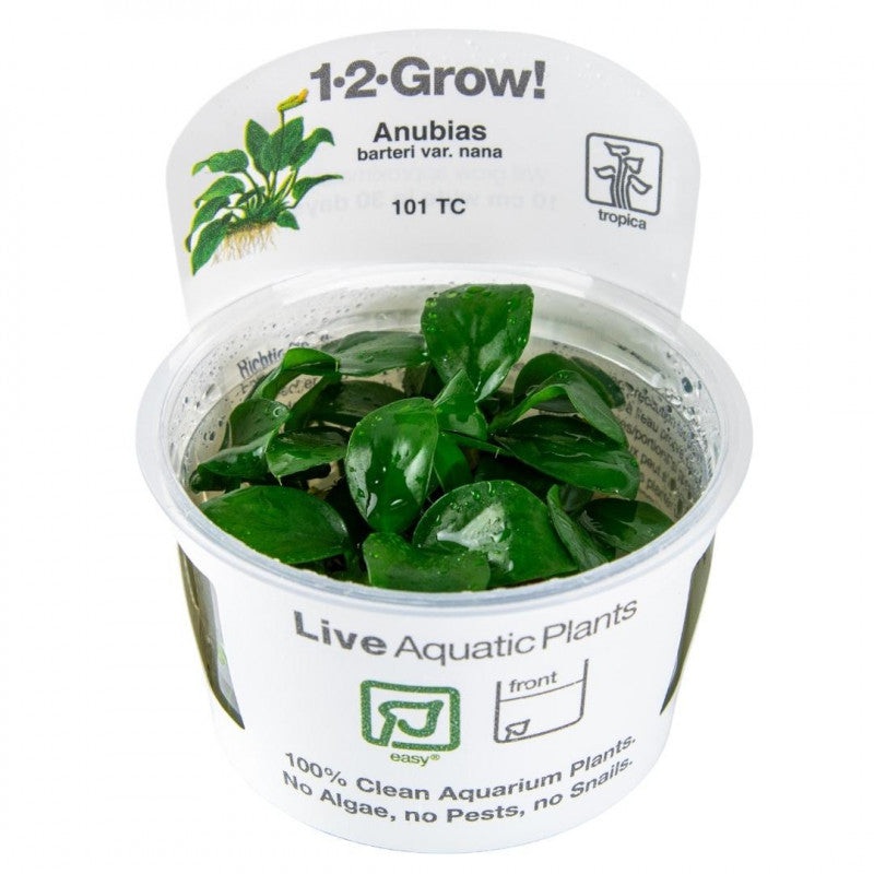 Tropica 1-2 grow Anubias barteri nana