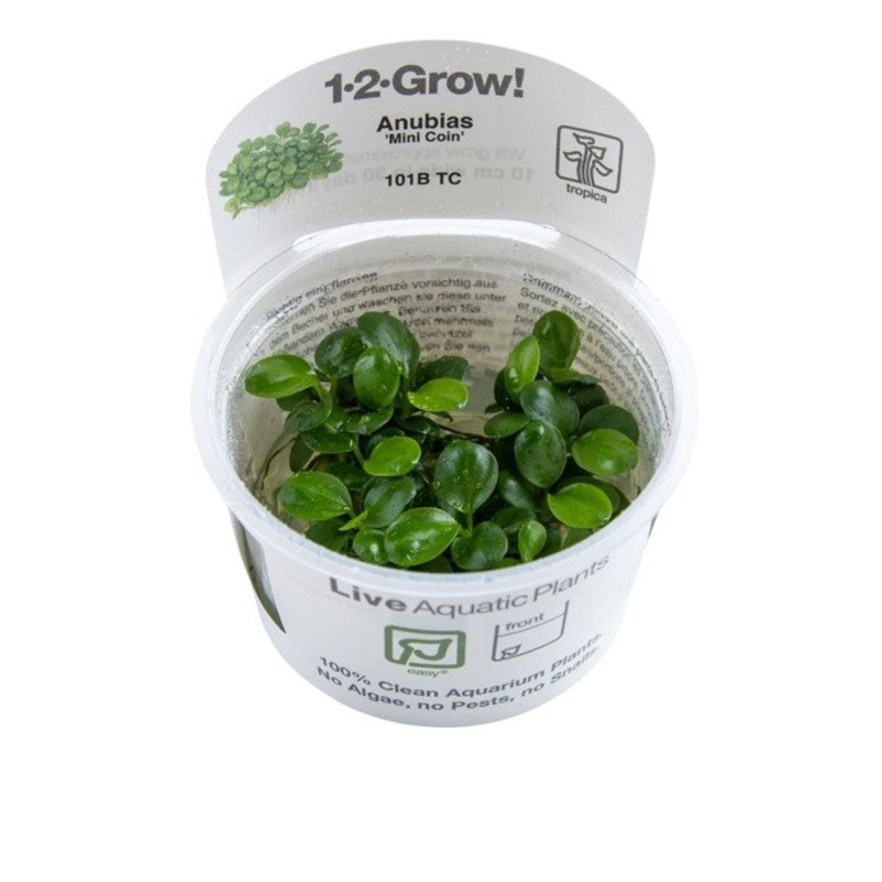 Tropica 1-2 Grow Anubias Mini Coin