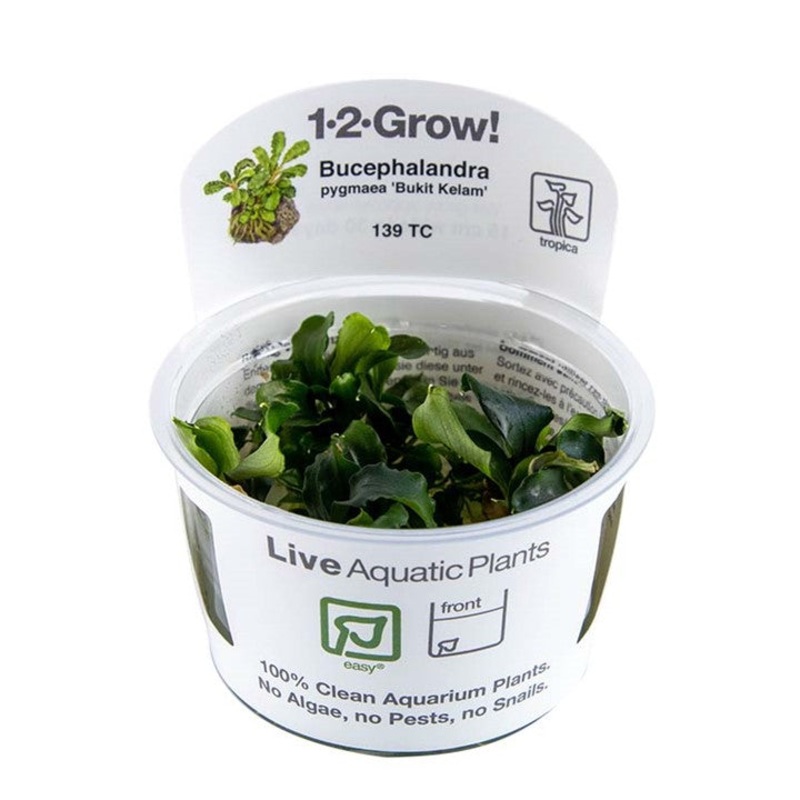 Tropica 1-2-Grow! Bucephalandra Wavy Green 'Bukit Kelam'