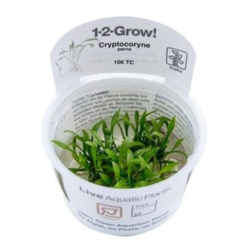 Tropica 1-2 Grow Cryptocoryne parva (smallest crypt)