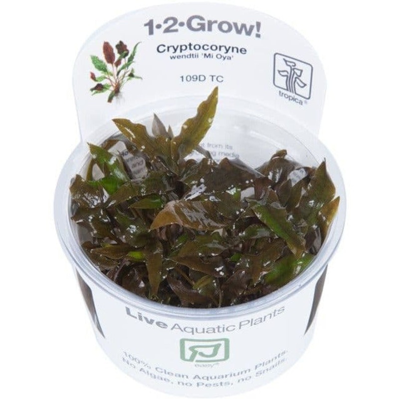 Tropica 1-2 Grow Cryptocoryne wendtii Mi oya