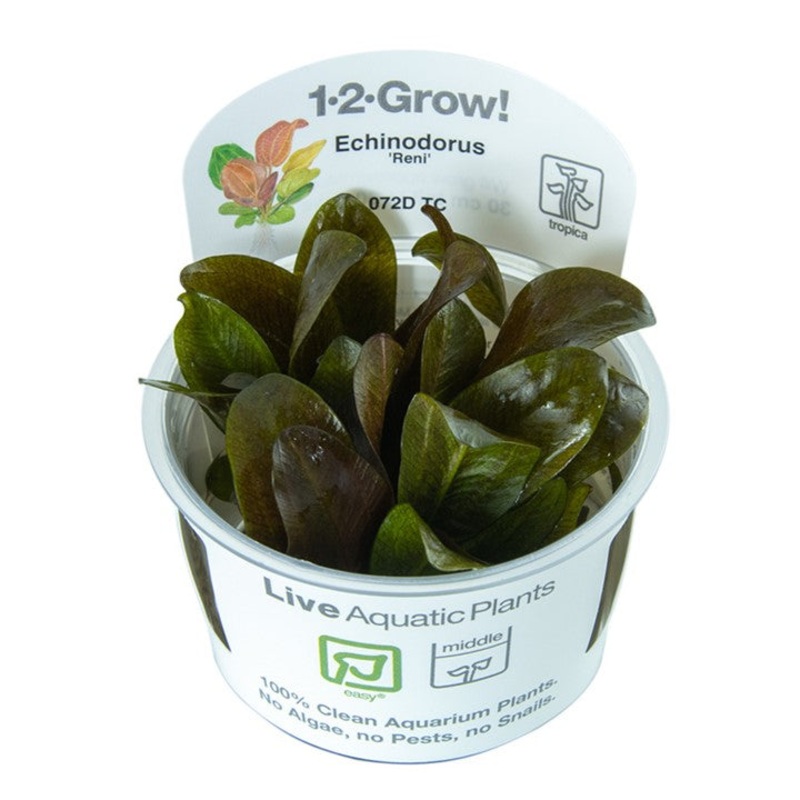 Tropica 1-2 Grow Echinodorus 'Reni'