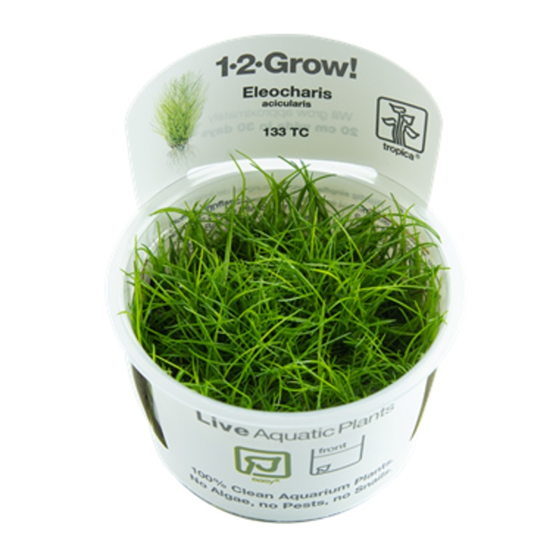 Tropica 1-2 Grow Eleocharis Acicularis