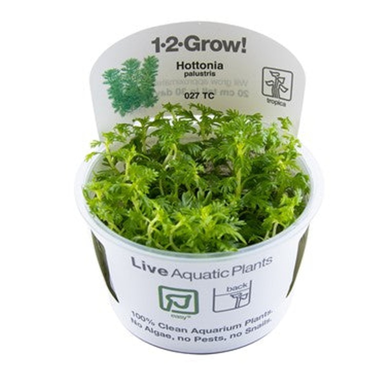 Tropica 1-2 grow Hottonia palustris