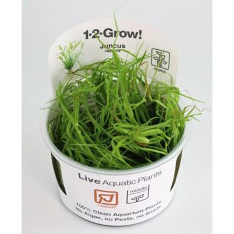 Tropica 1-2 Grow Juncus Repens