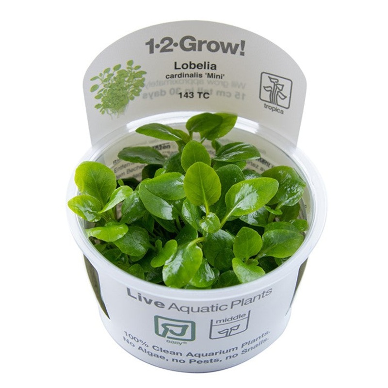 Tropica 1-2 grow Lobelia Cardinalis mini