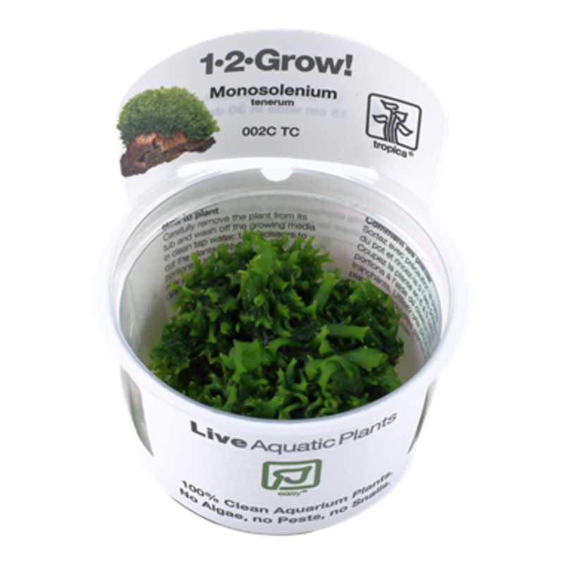 Tropica 1-2 Grow Monosolenium tenerum moss