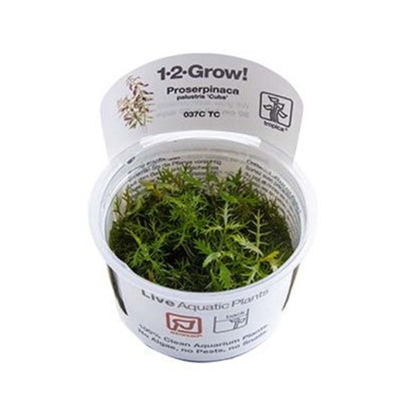 Tropica 1-2 grow Proserpinaca palustris 'cuba'
