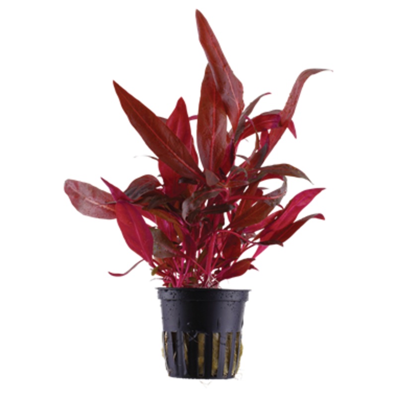 Tropica Alternanthera Reineckii Rosanervig