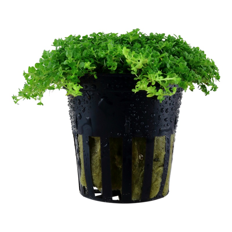 Tropica Hemianthus callitrichoides Cuba