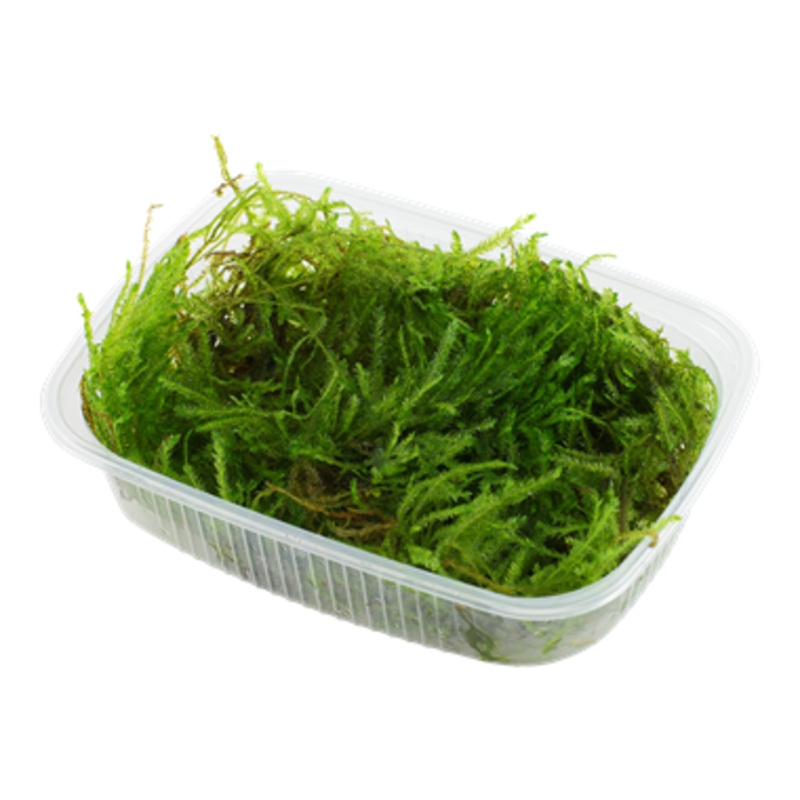 Tropica Portion Taxiphyllum Spiky Moss