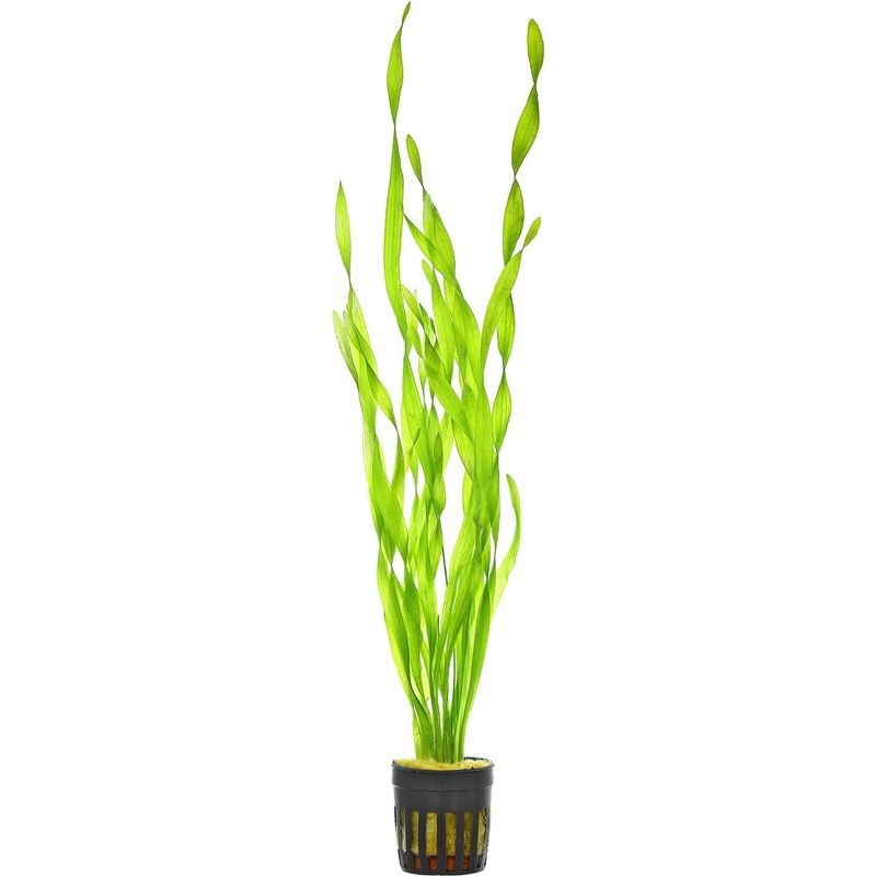 Vallisneria Asiatica (twisted)