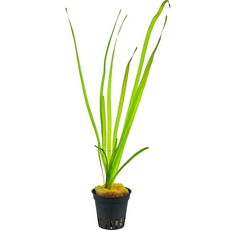 Vallisneria Spiralis