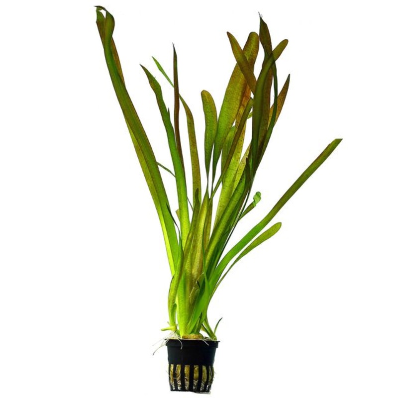 Vallisneria Spiralis Red