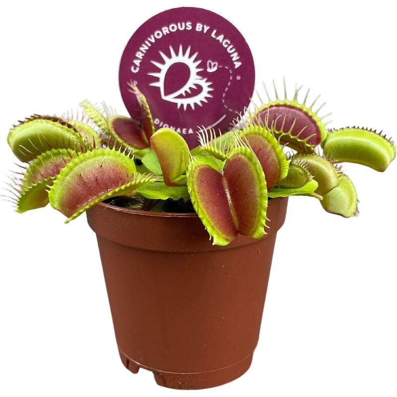 Venus fly trap