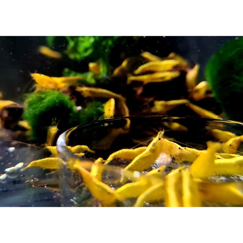 Yellow Neocaridina Shrimp