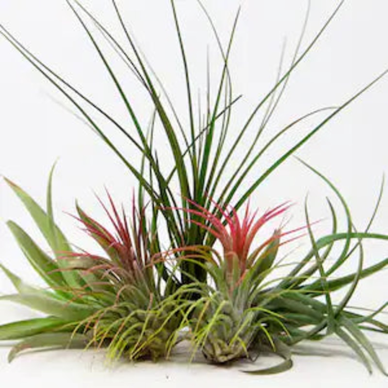 Air Plants - picked at random