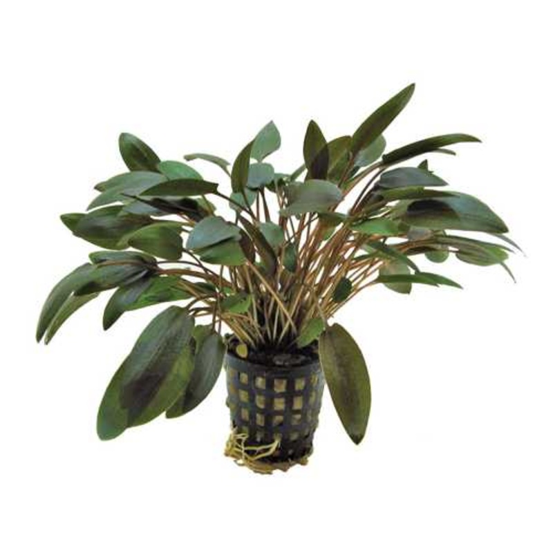 Aquafleur Cryptocoryne wendtii brown