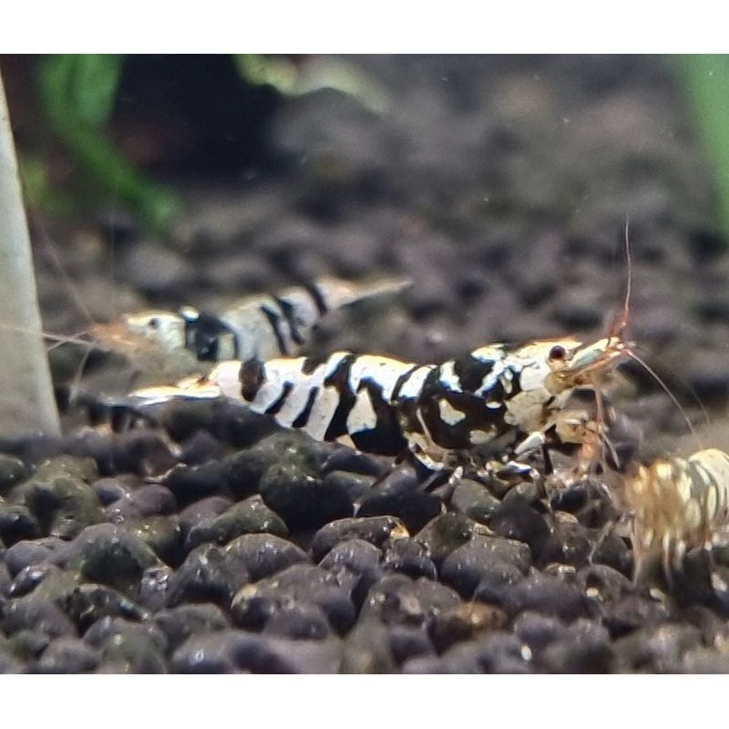 Black Fancy Tiger