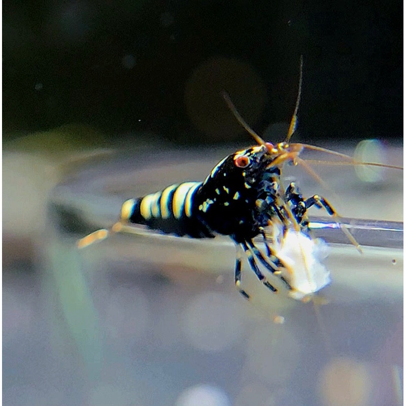 Black Galaxy Fishbone Shrimp