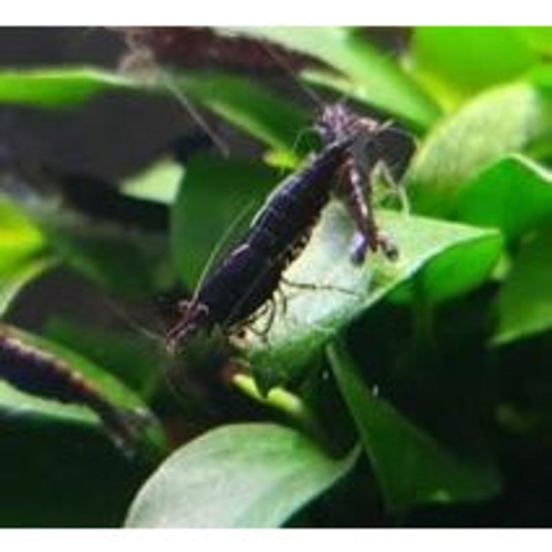 Black Rose Shrimp
