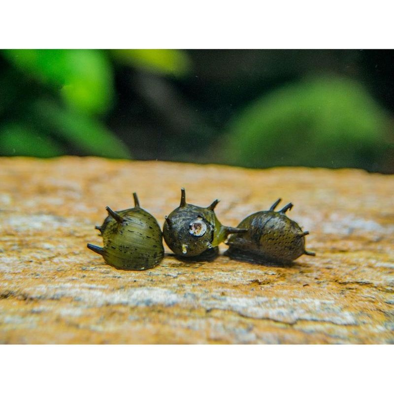 Clithon Snails (horned nerite)