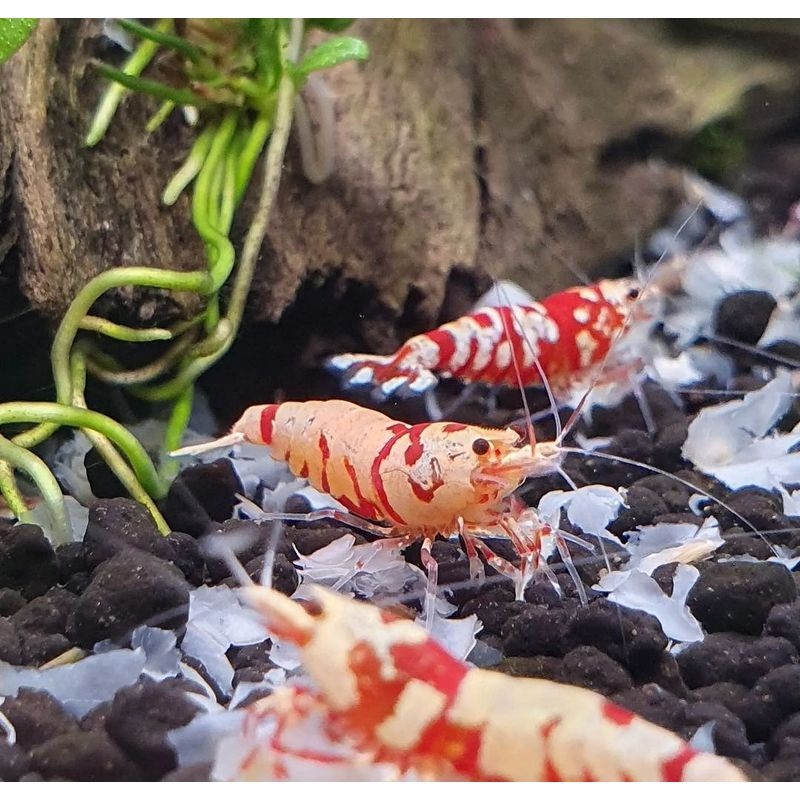 Fancy Red Tiger Shrimp