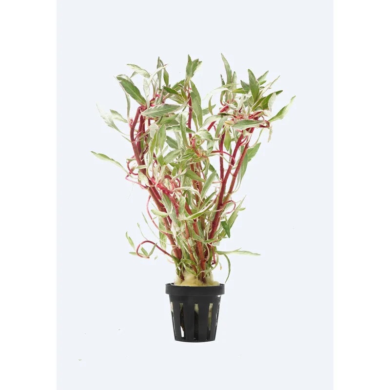 Ludwigia white
