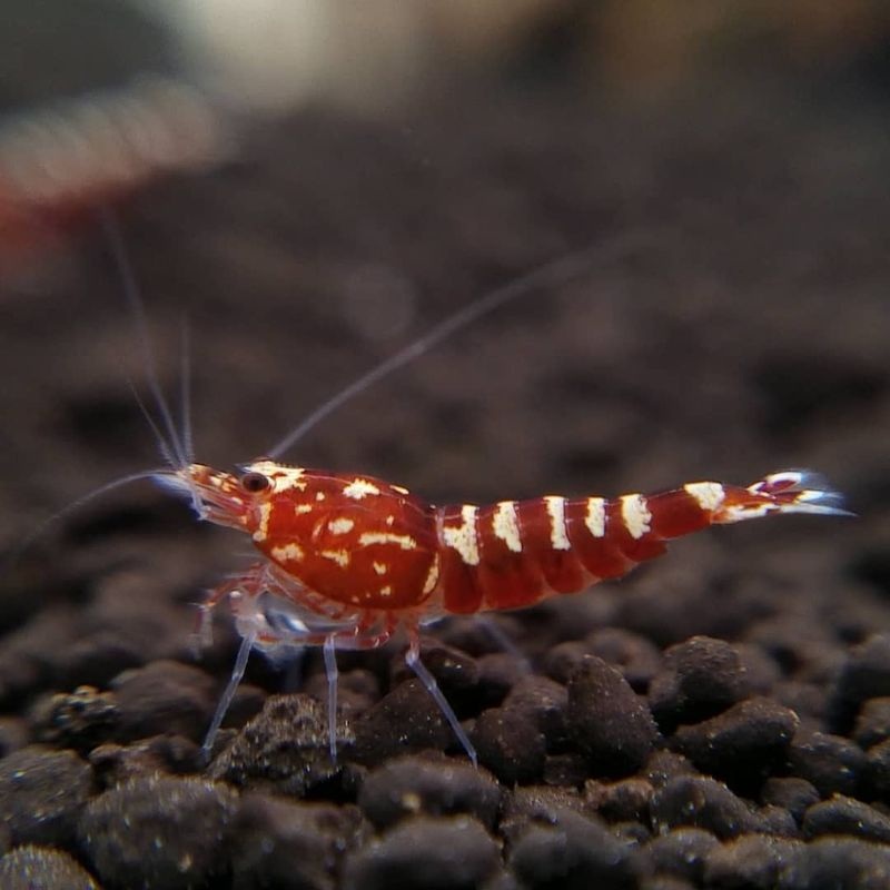 Red Galaxy Shrimp
