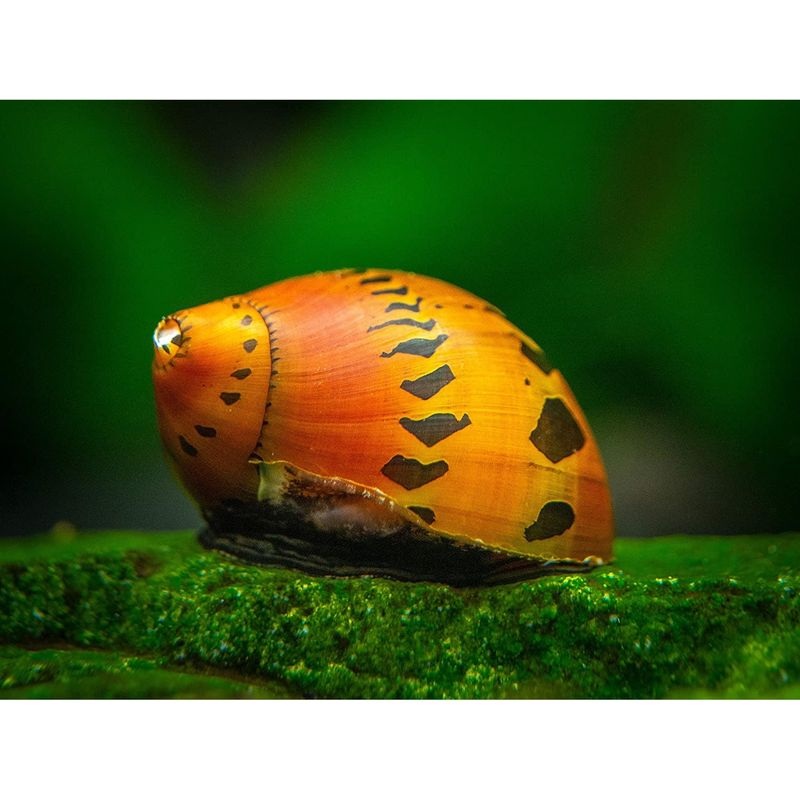 Red Onion Nerite Snail