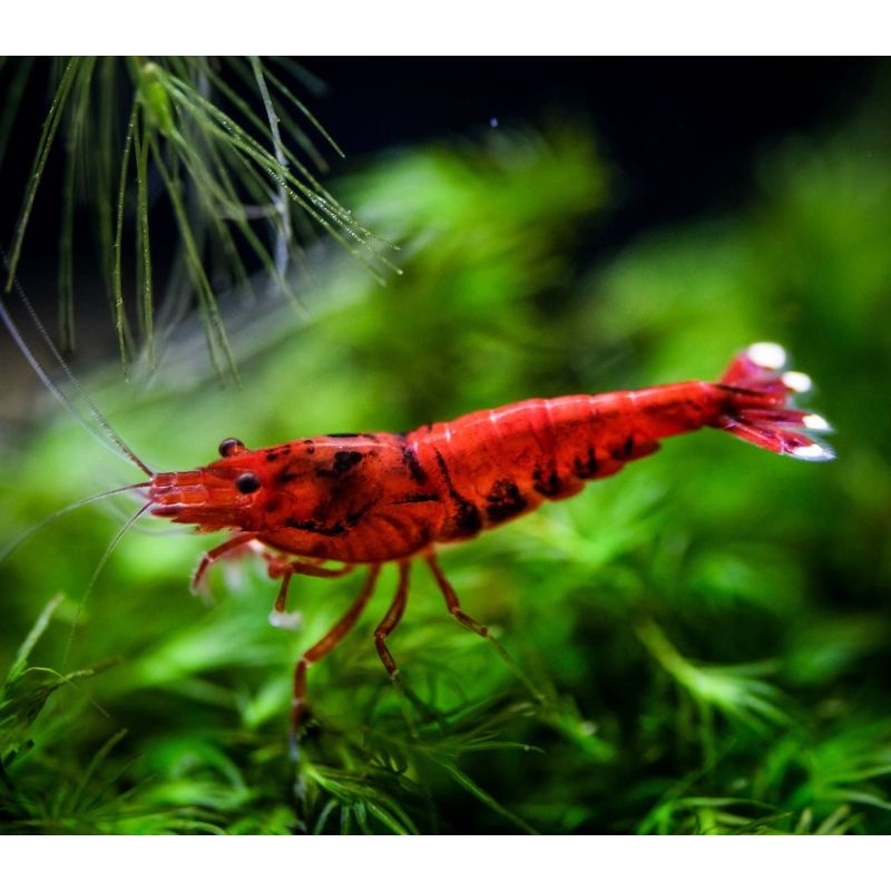 Red Ruby Extreme Shrimp