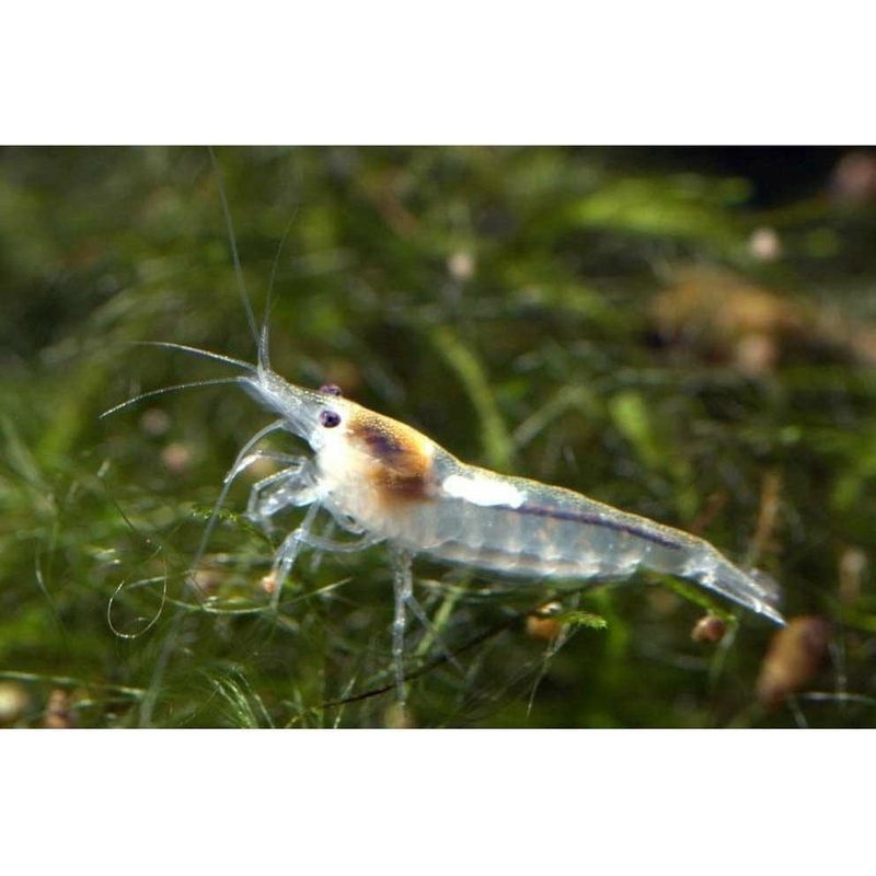 Snowball Shrimp