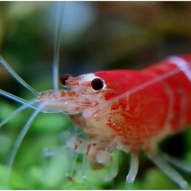 Super Red Crystal Shrimp