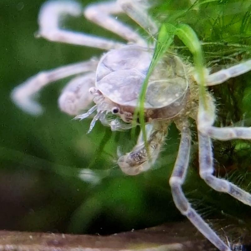 Thai micro crabs (Limnopilos naiyanetri)