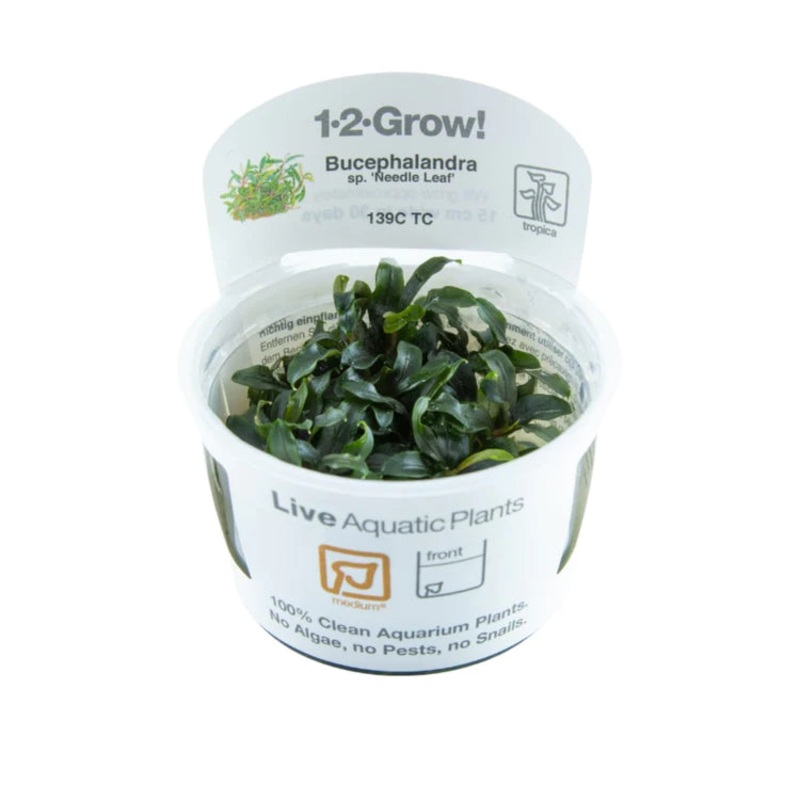 Tropica 1-2 Grow Bucephalandra Mini Needle Leaf