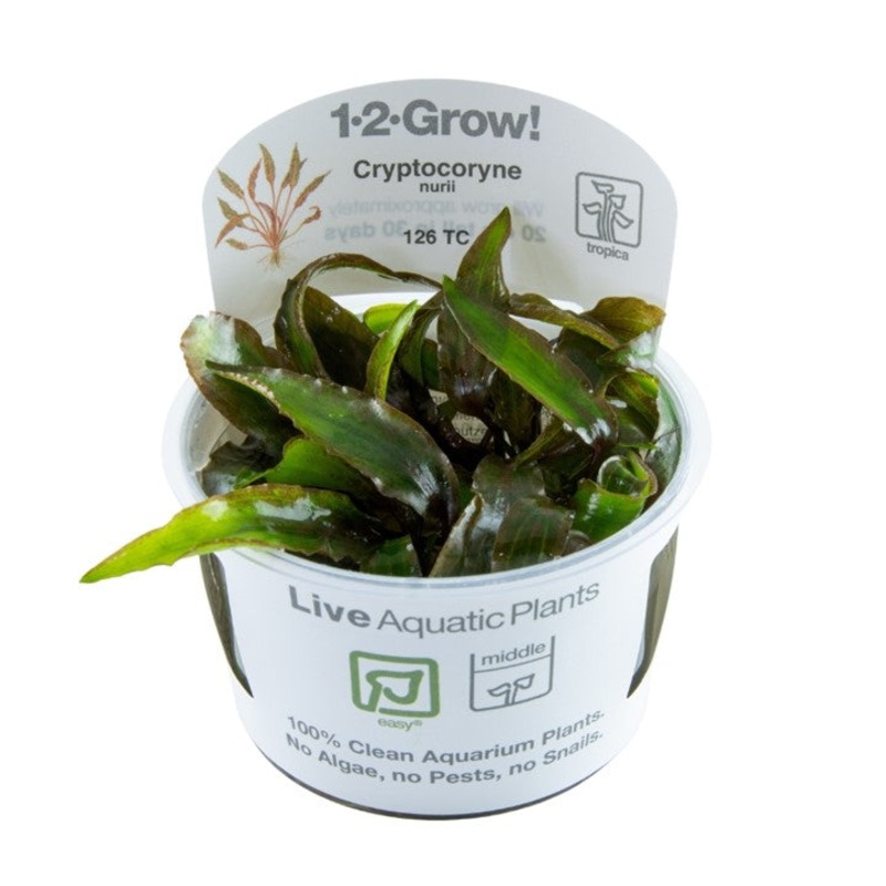 Tropica 1-2 Grow Cryptocoryne Nurii