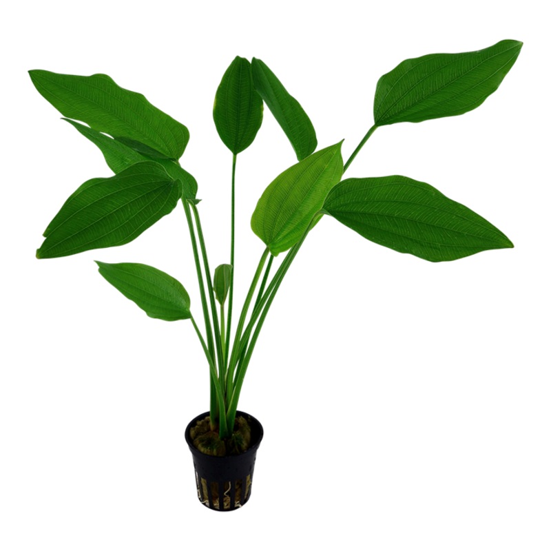 Tropica Echinodorus Palifolius