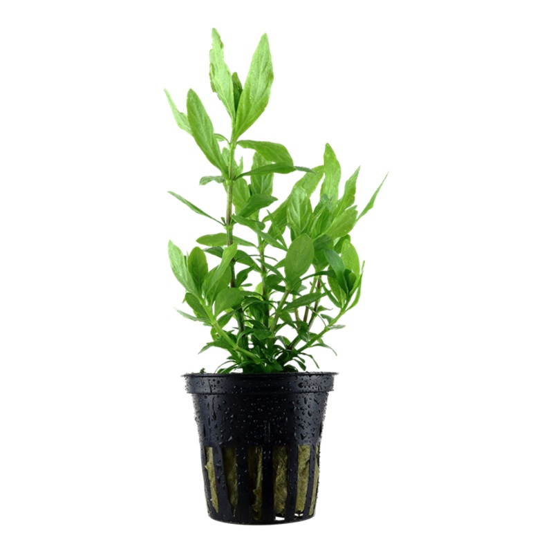 Tropica Hygrophila polysperma
