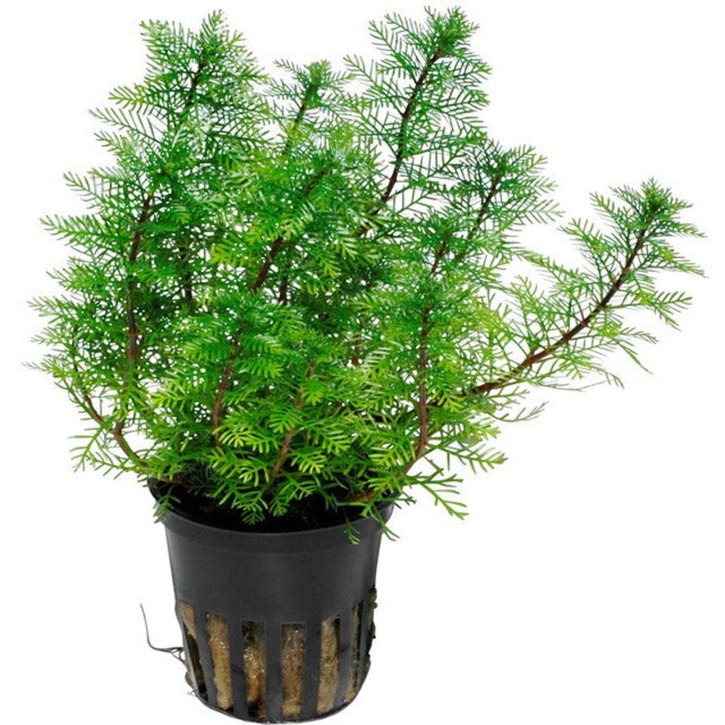 Tropica Myriophyllum mattogrossense