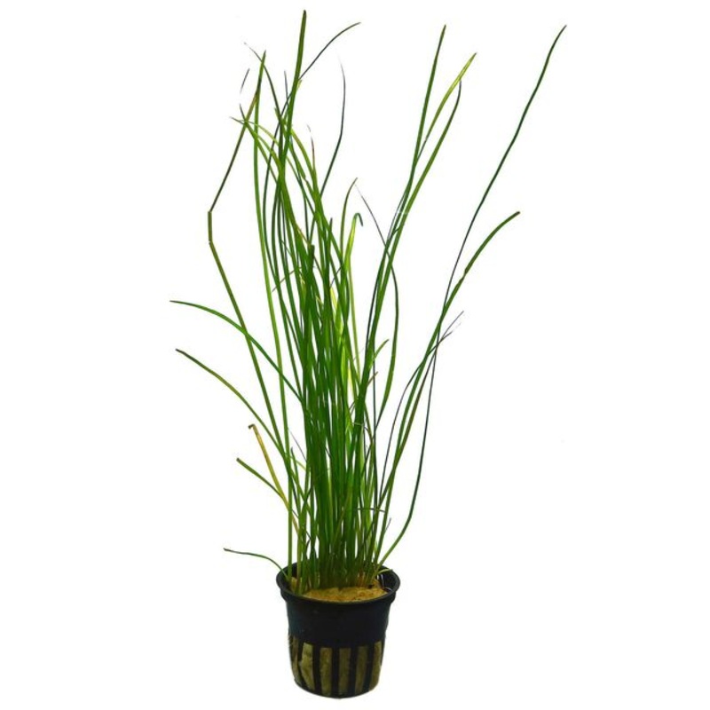 Vallisneria natans (thin)