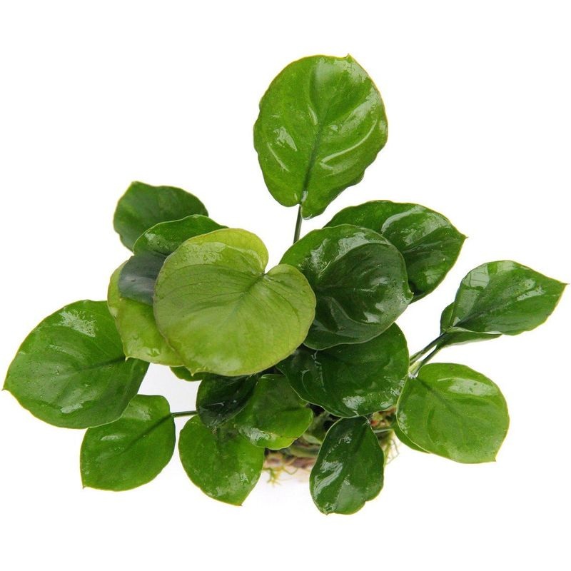 Anubias Nana Coin Leaf
