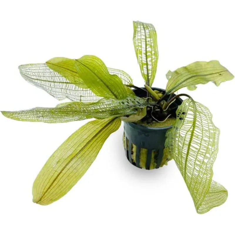 Aponogeton madagascariensis